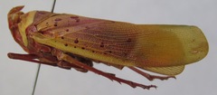 Copidocephala guttata