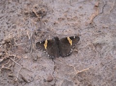 Thorybes pseudocellus