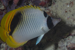 Chaetodon oxycephalus