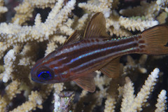 Ostorhinchus compressus