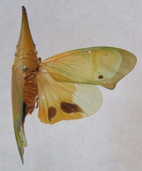 Odontoptera carrenoi