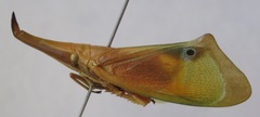 Odontoptera carrenoi