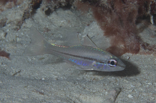 Eyeshadow cardinalfish (Pristiapogon exostigma) — Apogonidae — 2