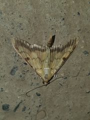 Paratalanta cultralis