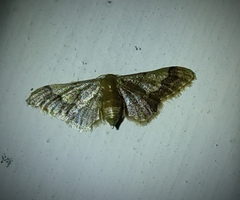 Idaea violacea