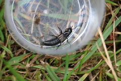 Philonthus splendens