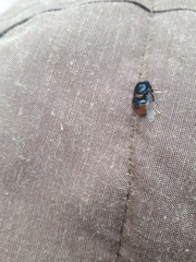 Pterodontia flavipes