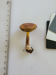 Cyanoboletus cyaneitinctus