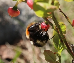 Bombus lapponicus