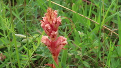 Orobanche kochii