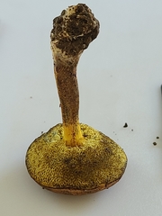Cyanoboletus cyaneitinctus