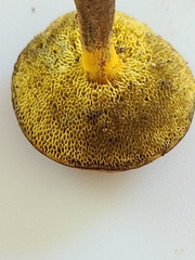 Cyanoboletus cyaneitinctus