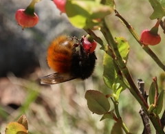 Bombus lapponicus
