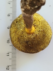Cyanoboletus cyaneitinctus