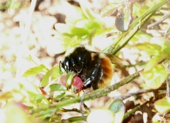 Bombus lapponicus