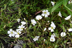 Cerastium regelii