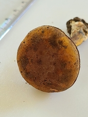 Cyanoboletus cyaneitinctus