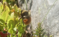 Bombus lapponicus