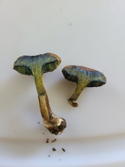 Cyanoboletus cyaneitinctus