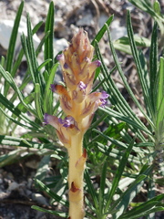 Orobanche cernua