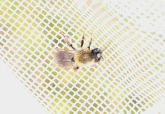 Andrena lapponica