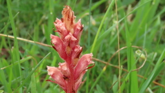 Orobanche kochii