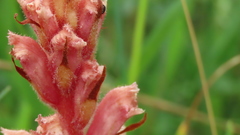 Orobanche kochii