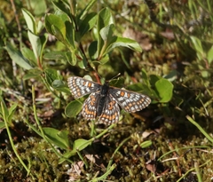 Euphydryas iduna