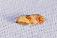 Neocochylis millierana