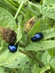 Oreina caerulea