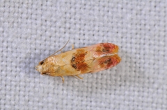 Neocochylis millierana