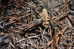 Cratypedes lateritius