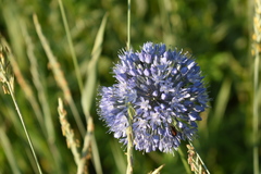 Allium caeruleum