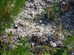 Orobanche cernua