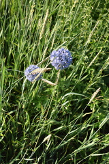 Allium caeruleum
