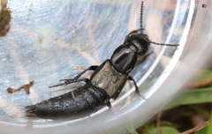 Philonthus splendens