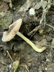 Pluteus hispidulus