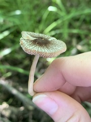 Pluteus hispidulus