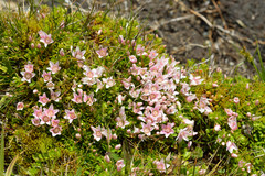 Lysimachia buxifolia