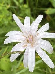 Scorzonera rosea
