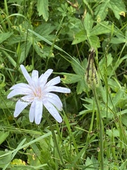 Scorzonera rosea