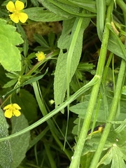 Scorzonera rosea