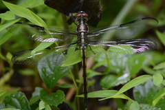 Libellula axilena