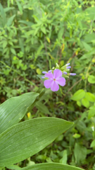Phlox glaberrima
