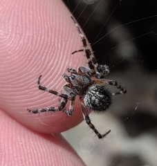 Aculepeira carbonarioides