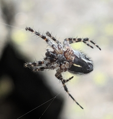 Aculepeira carbonarioides