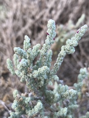 Atriplex julacea