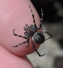 Aculepeira carbonarioides