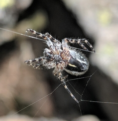 Aculepeira carbonarioides