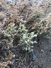 Atriplex julacea